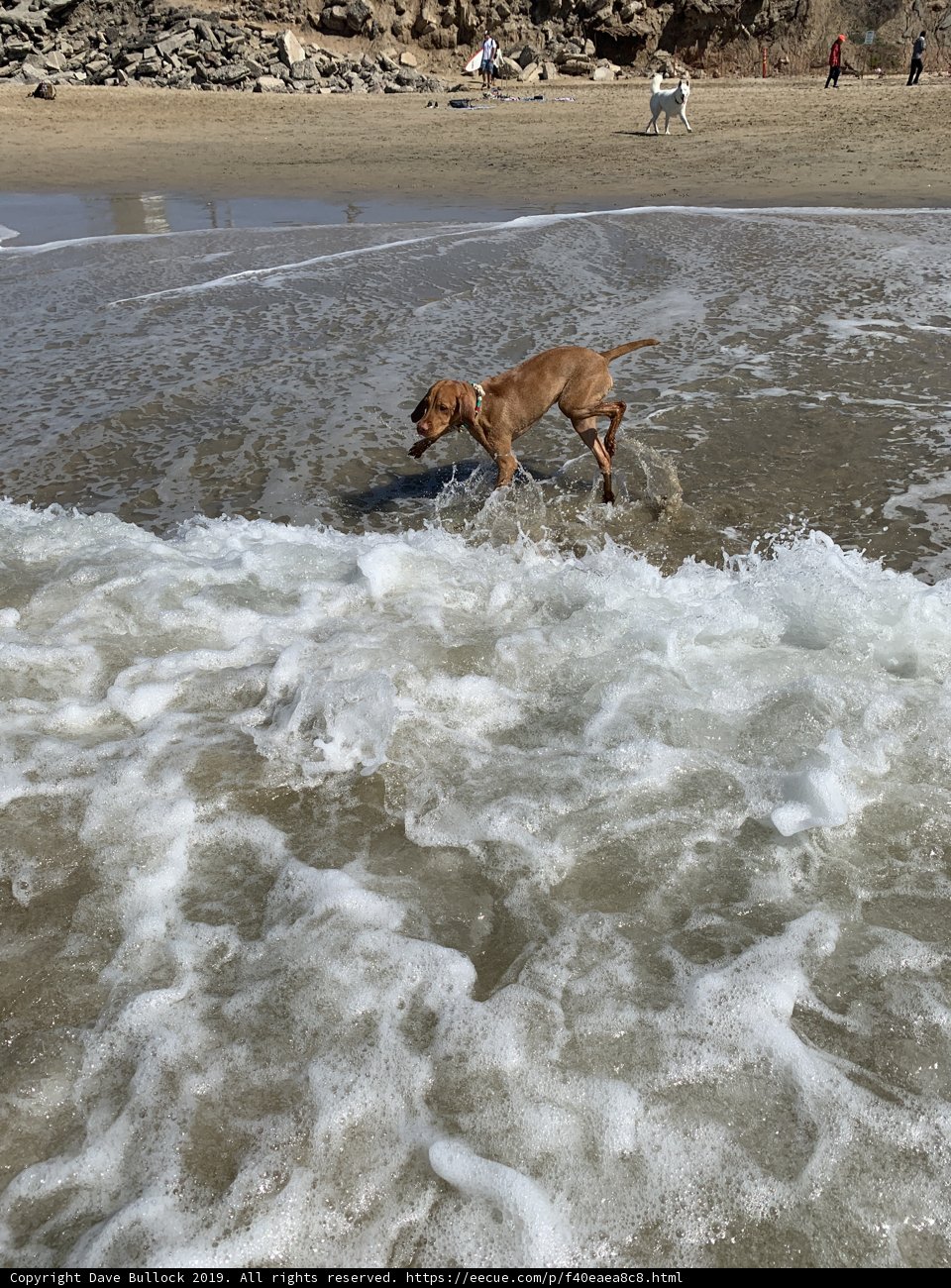 The Joy of a Canine Beach Day