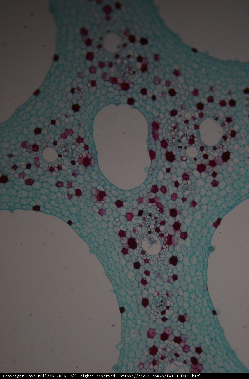 Cellular Artistry