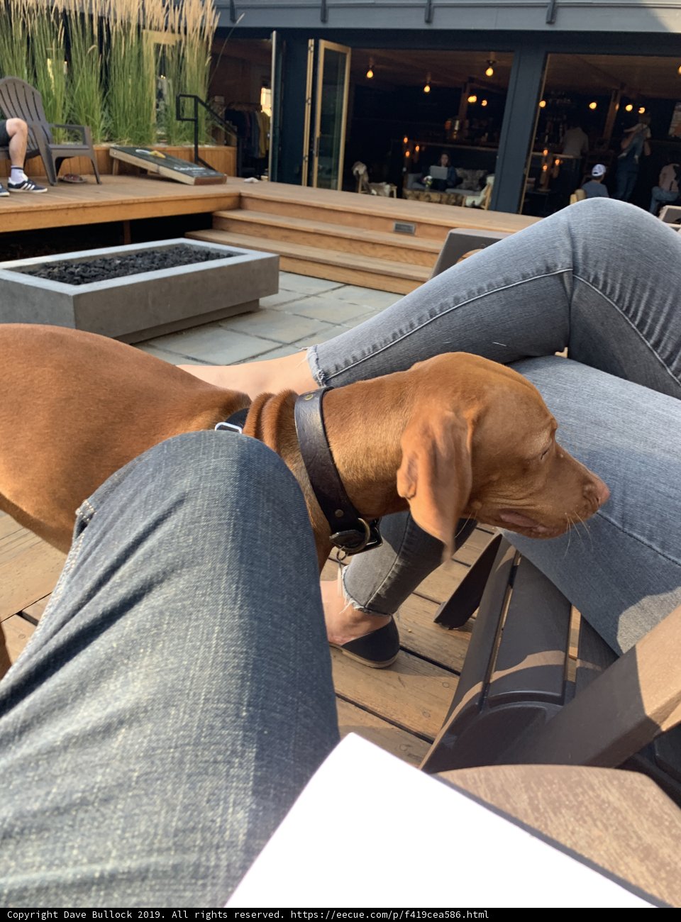 Puppy Love on the Patio