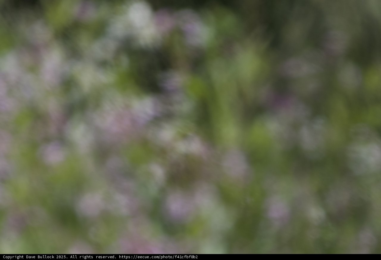 Whispered Blooms