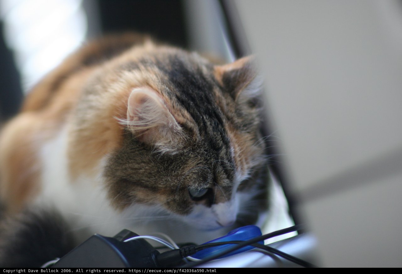 Desk Cat