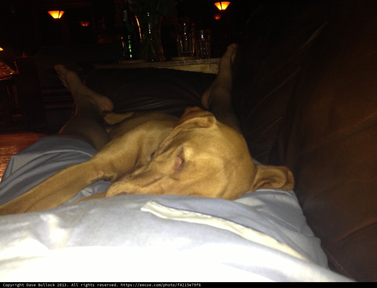 Dreamland Pup