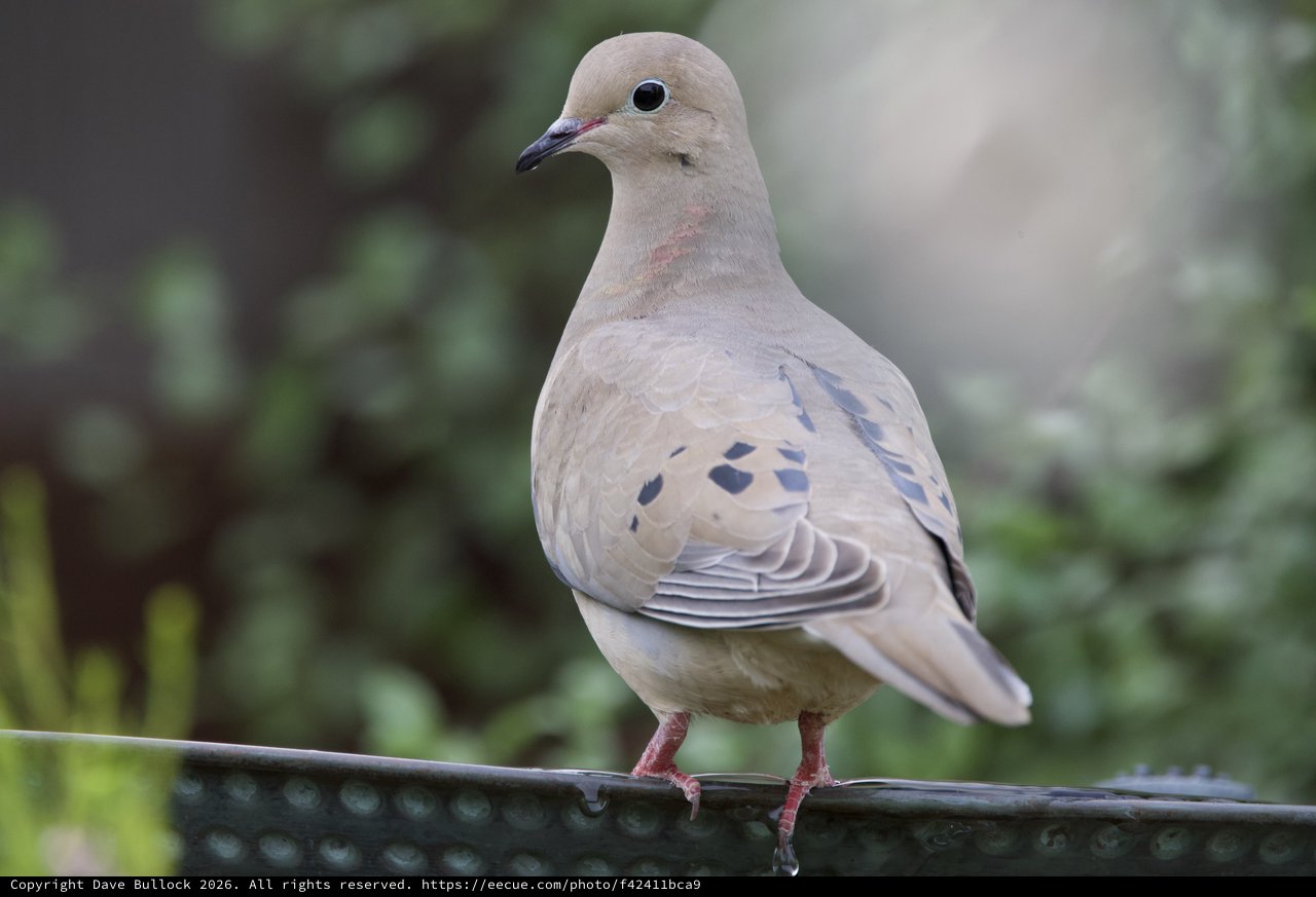 Mourning Dove Portrait on Bird Feeder Perch