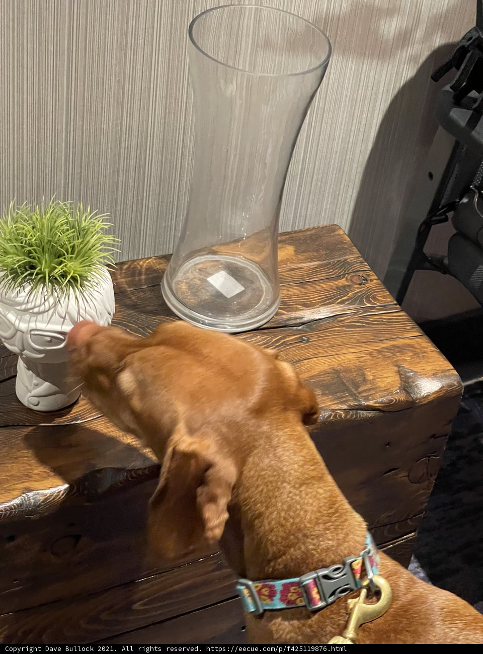 Curious Canine