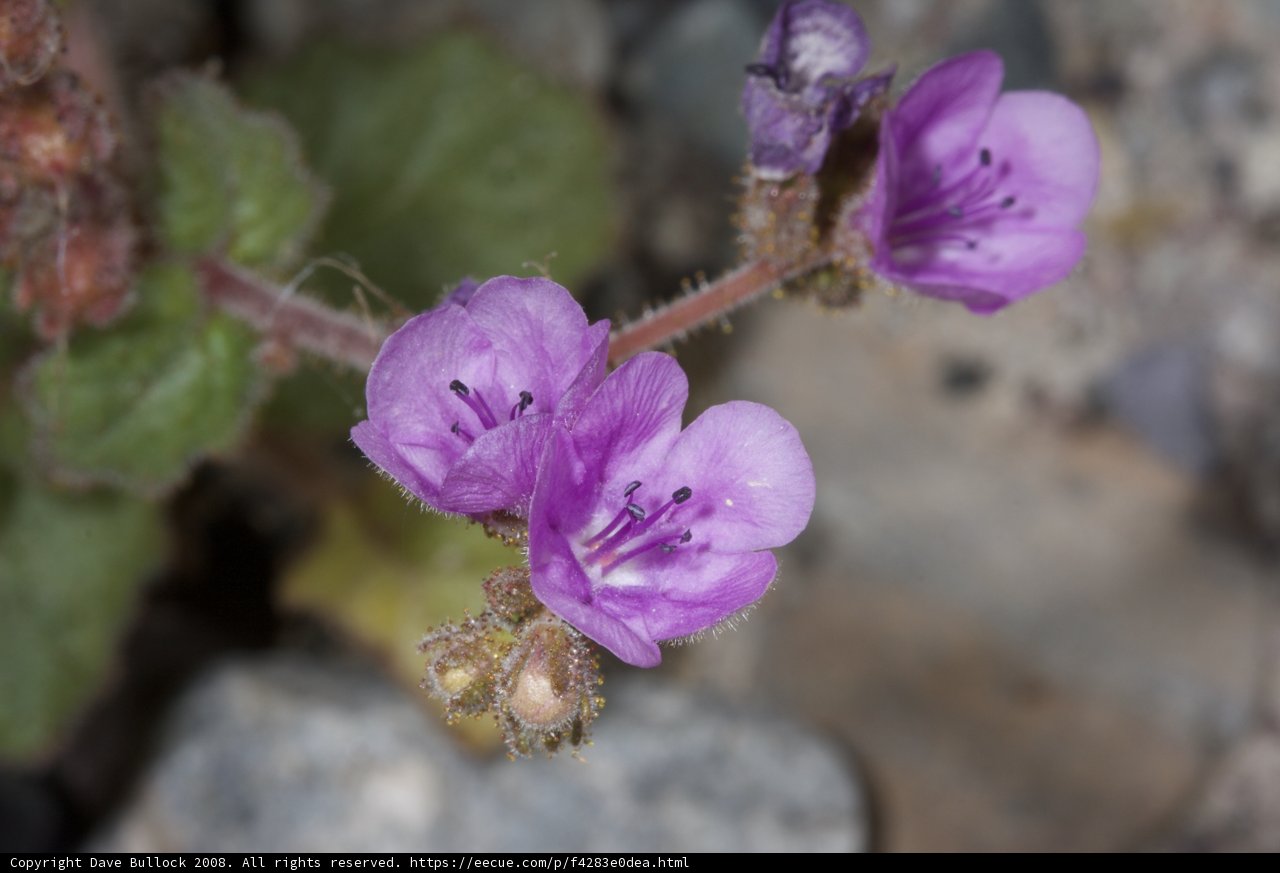 Petite Purple Geranium on a Rock