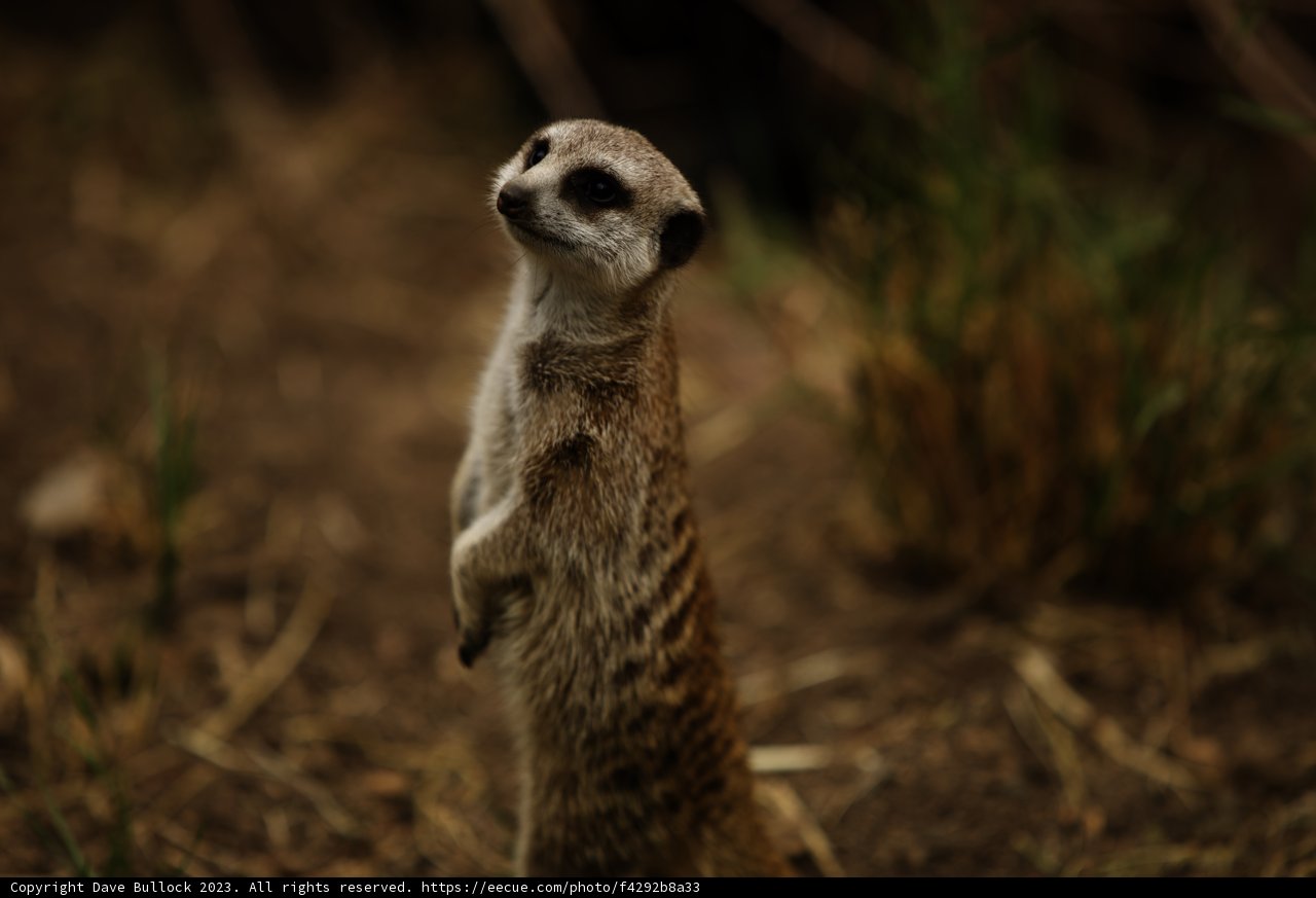 The Sentinel of the Savannah