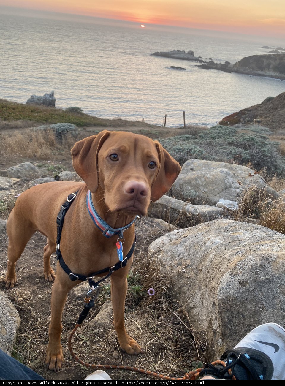 Watchful Vizsla