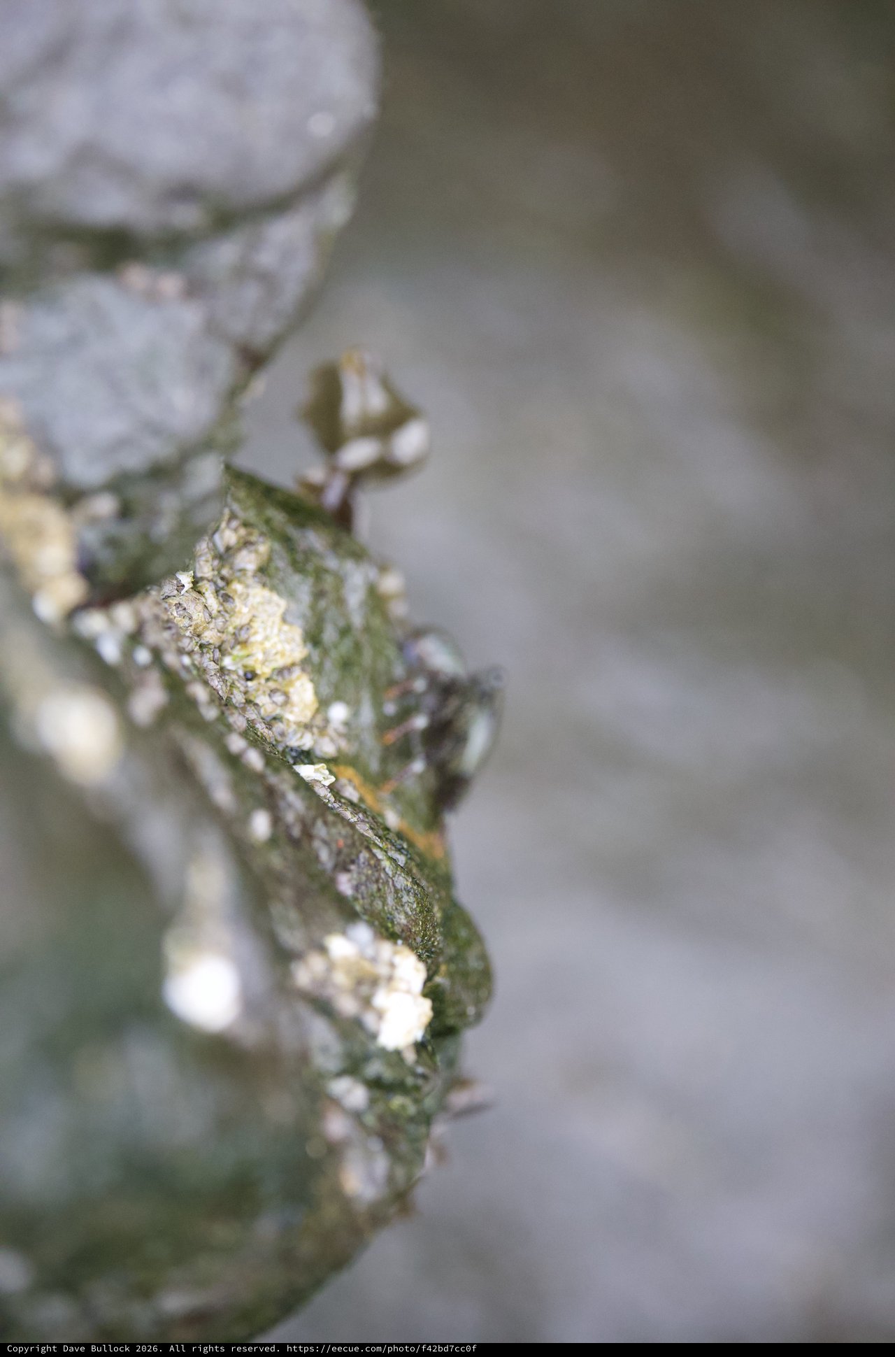 Aphid Colony Thriving on Tide Pool Algae Growth