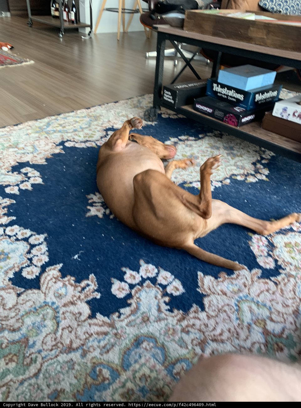 Relaxing Pooch on a Cozy Rug