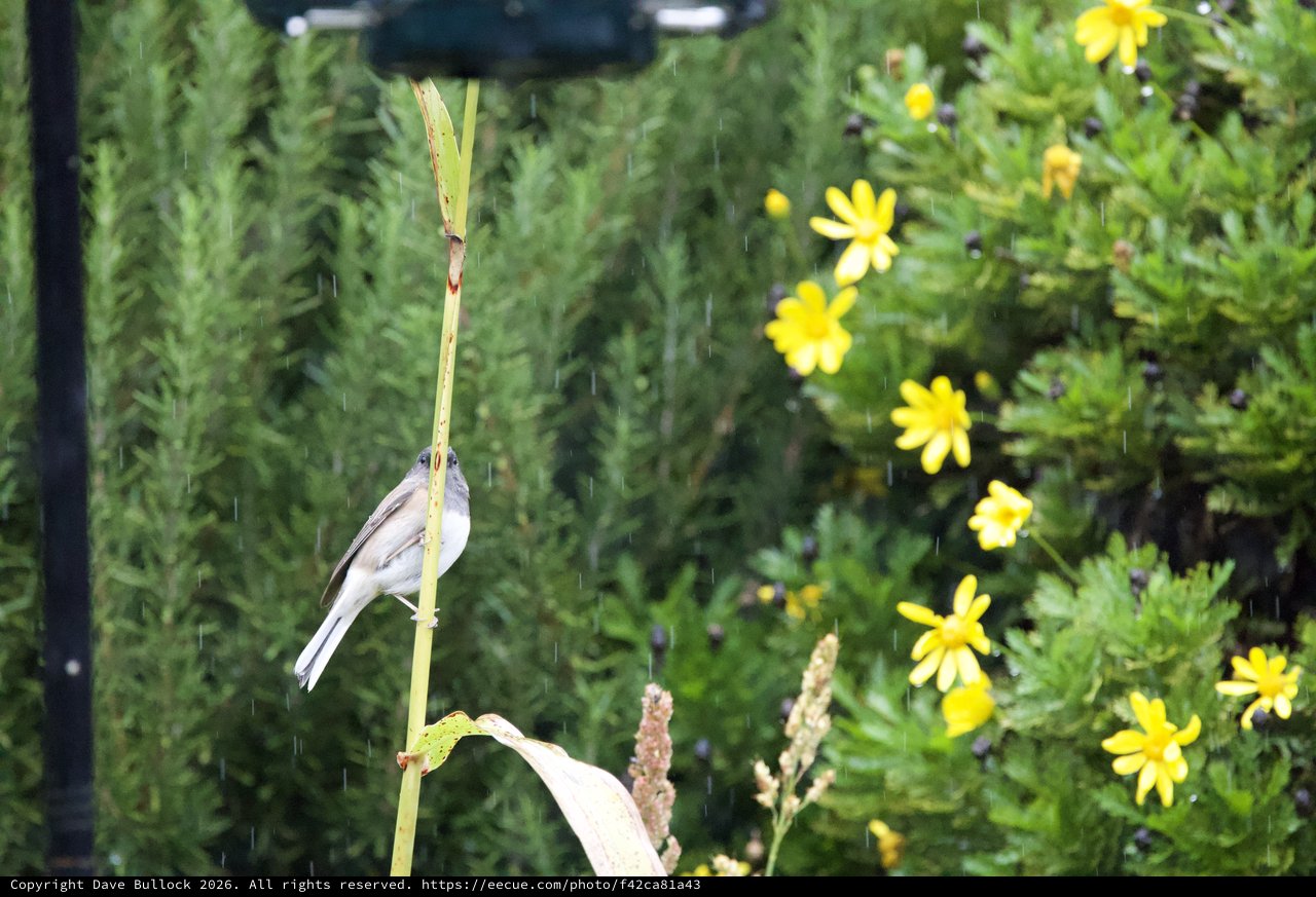 Small Bird Perched on Reed During Gentle Rain