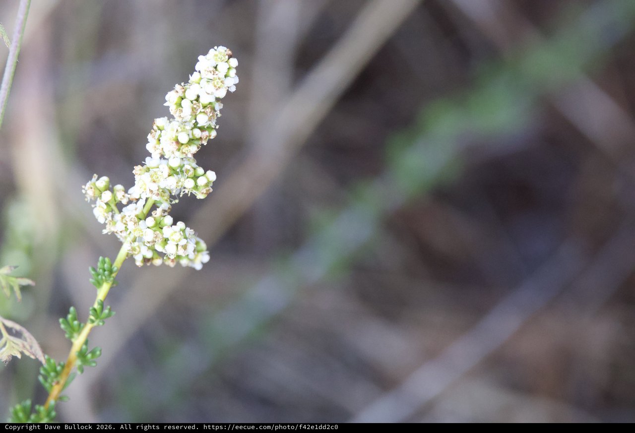 Delicate White Wildflowers Blooming on Mt. Diablo