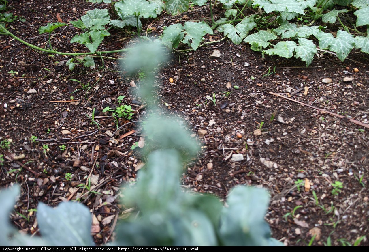 Lush Foliage in the Garden