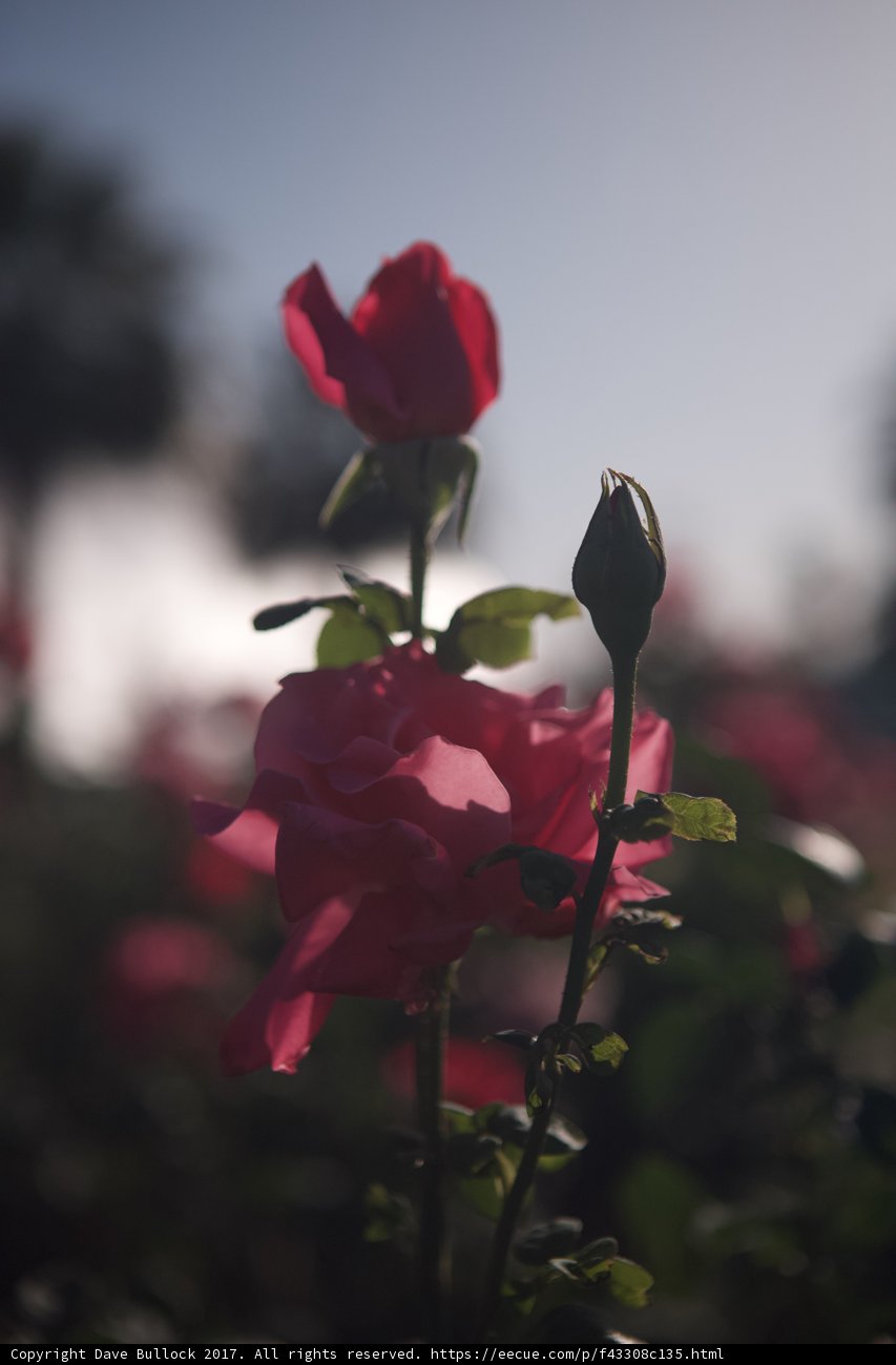 Rose in Bloom