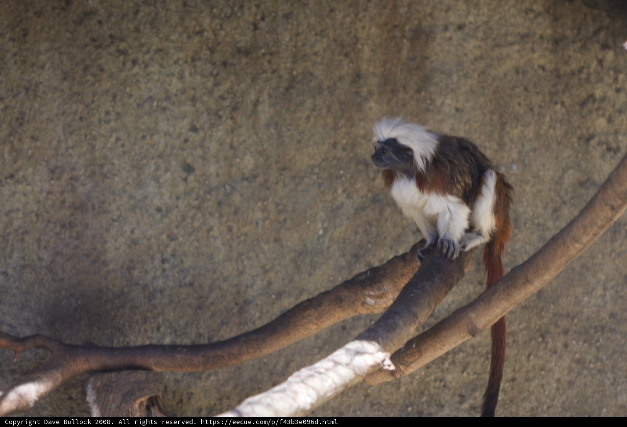 Primate Perch