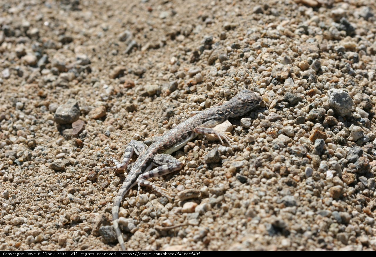 Desert Dweller