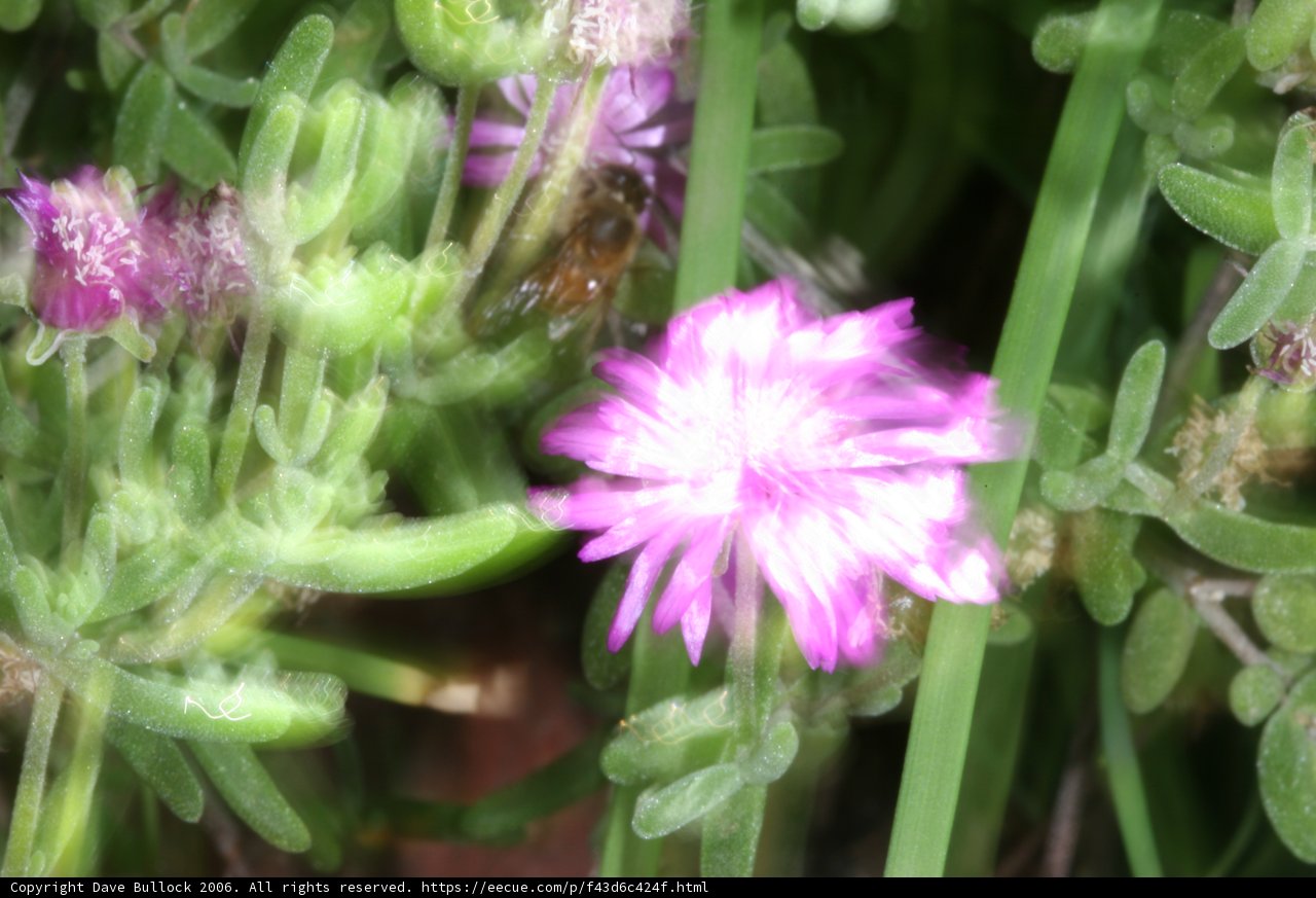 Blurry Pink Flower with Bee