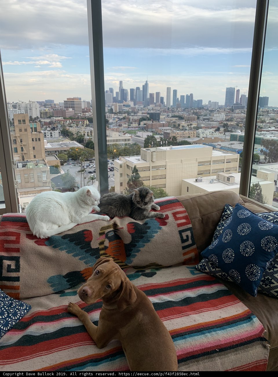 Furry Friends with a City View