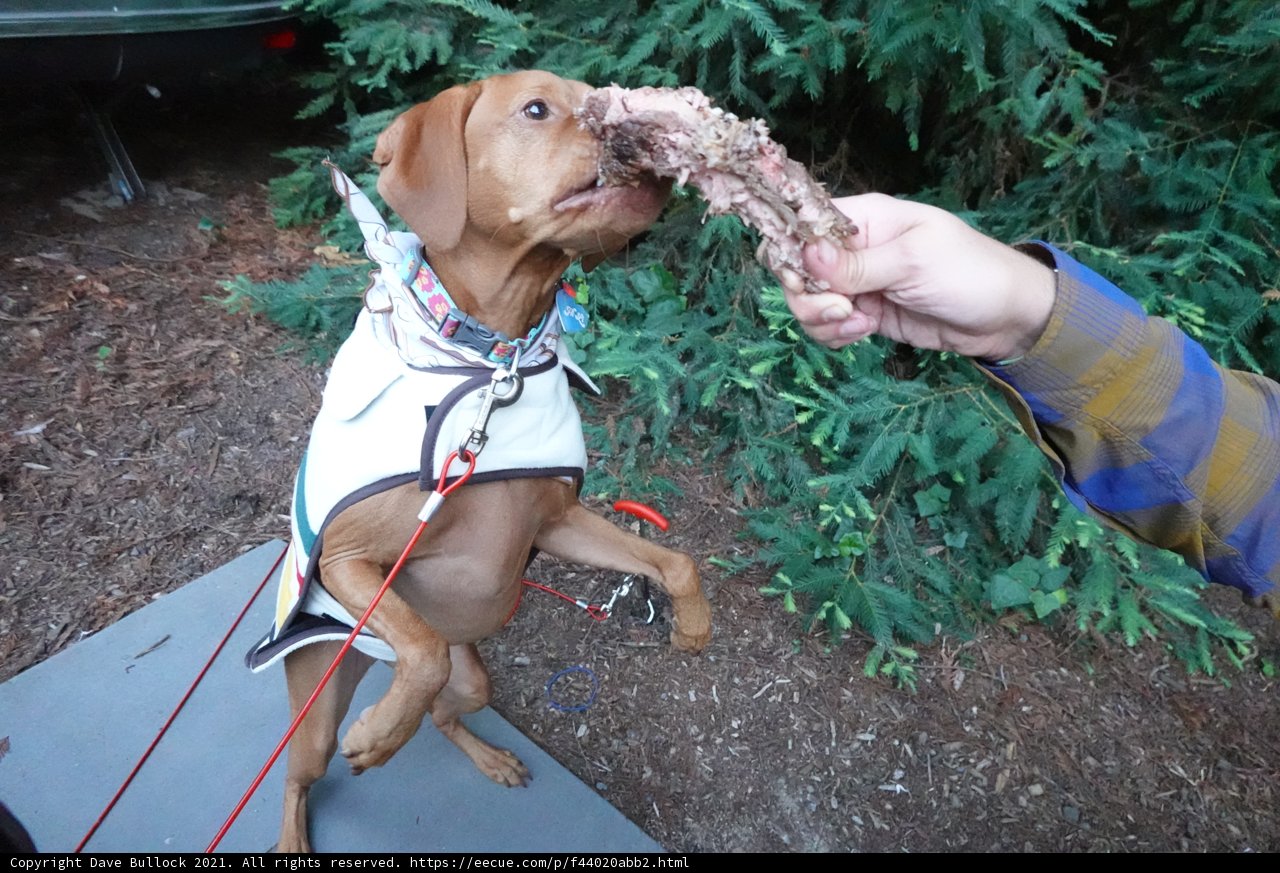 Canine's Meaty Treat