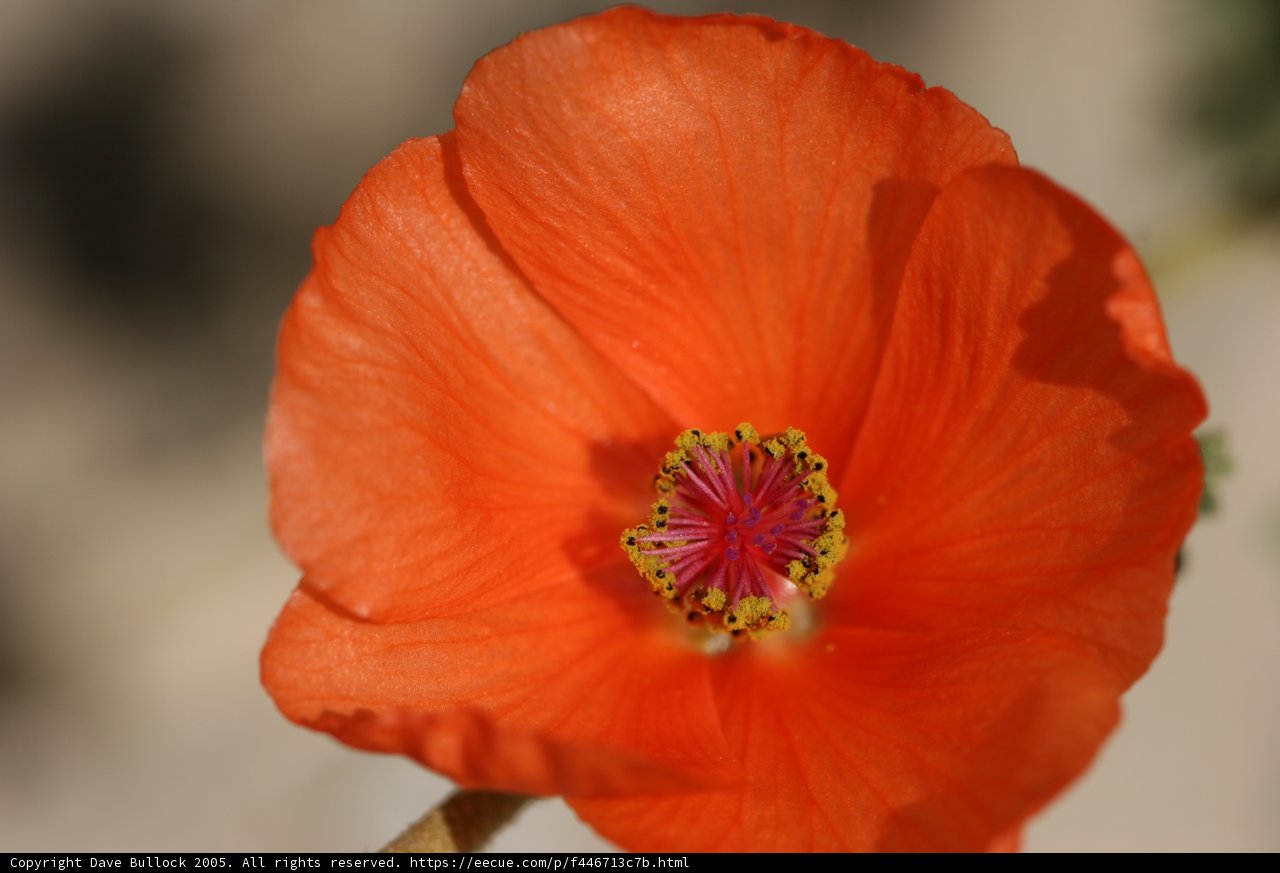 Vibrant Orange Geranium Flower with a Yellow Center