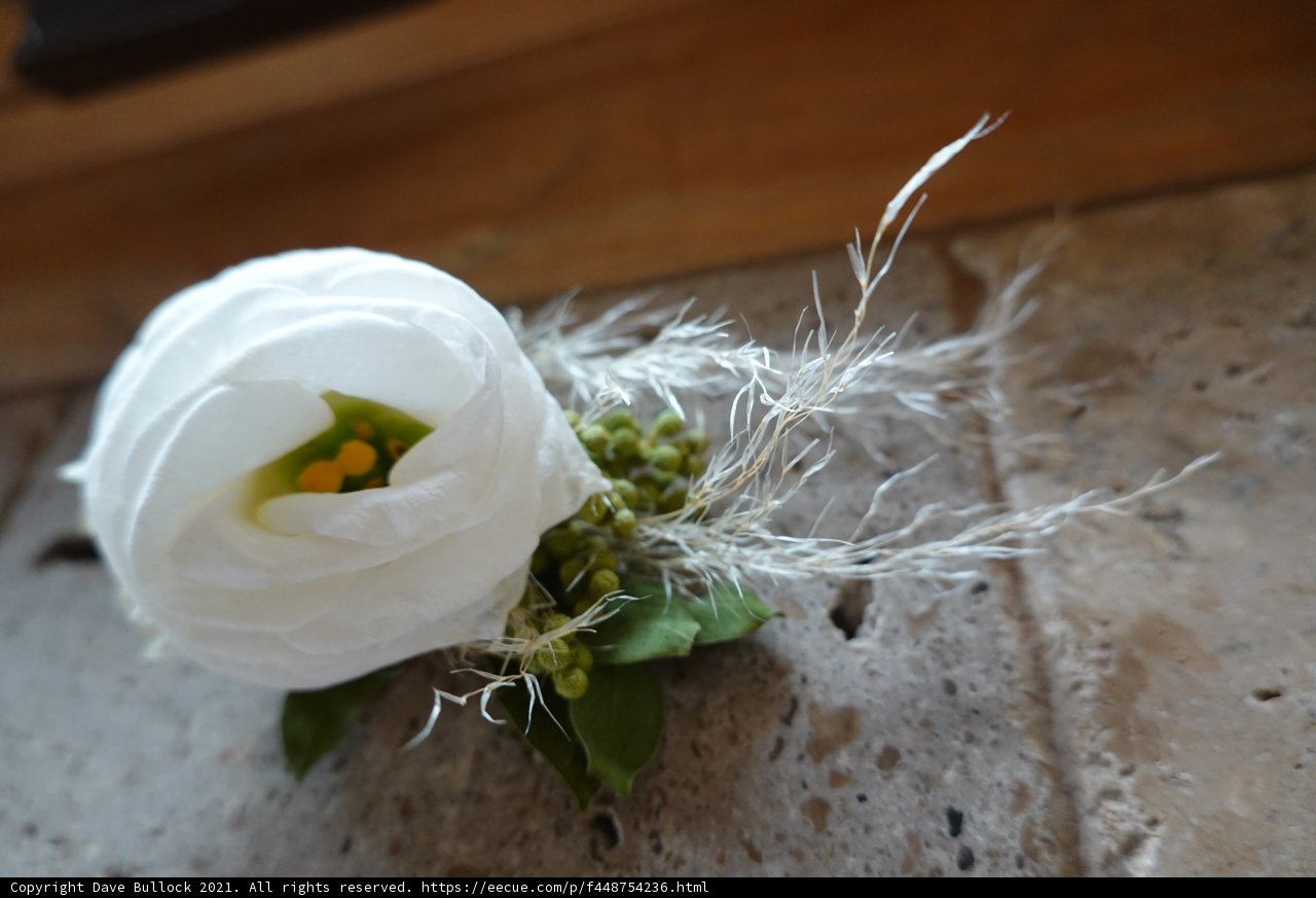 White Rose Blossoming on Stone Wall