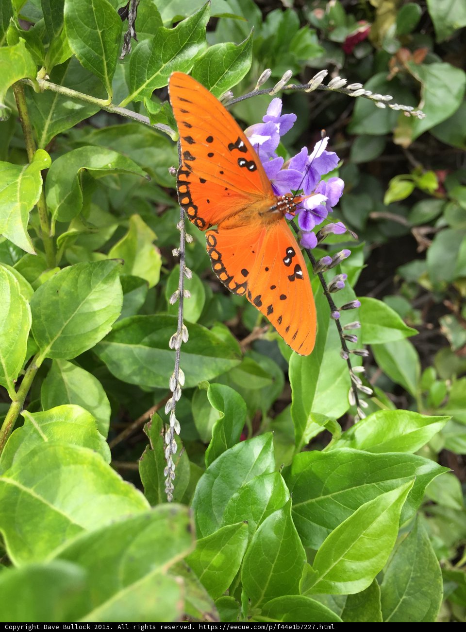 Gulf Fritillary Close-Up