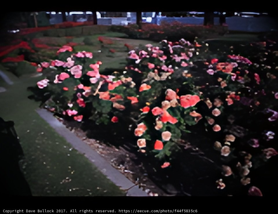 Nighttime Blooms