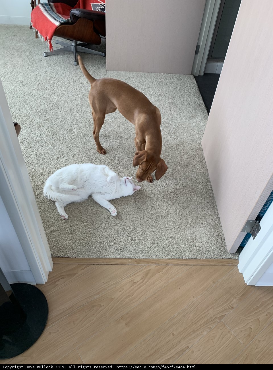 Playtime in the Hardwood Floor Room