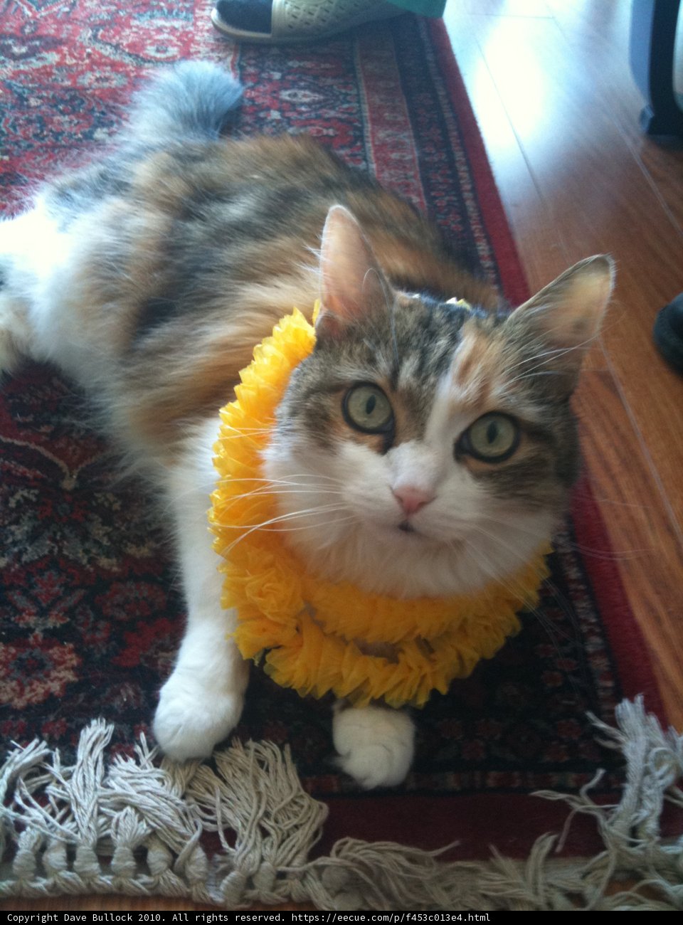 Flower Crowned Feline