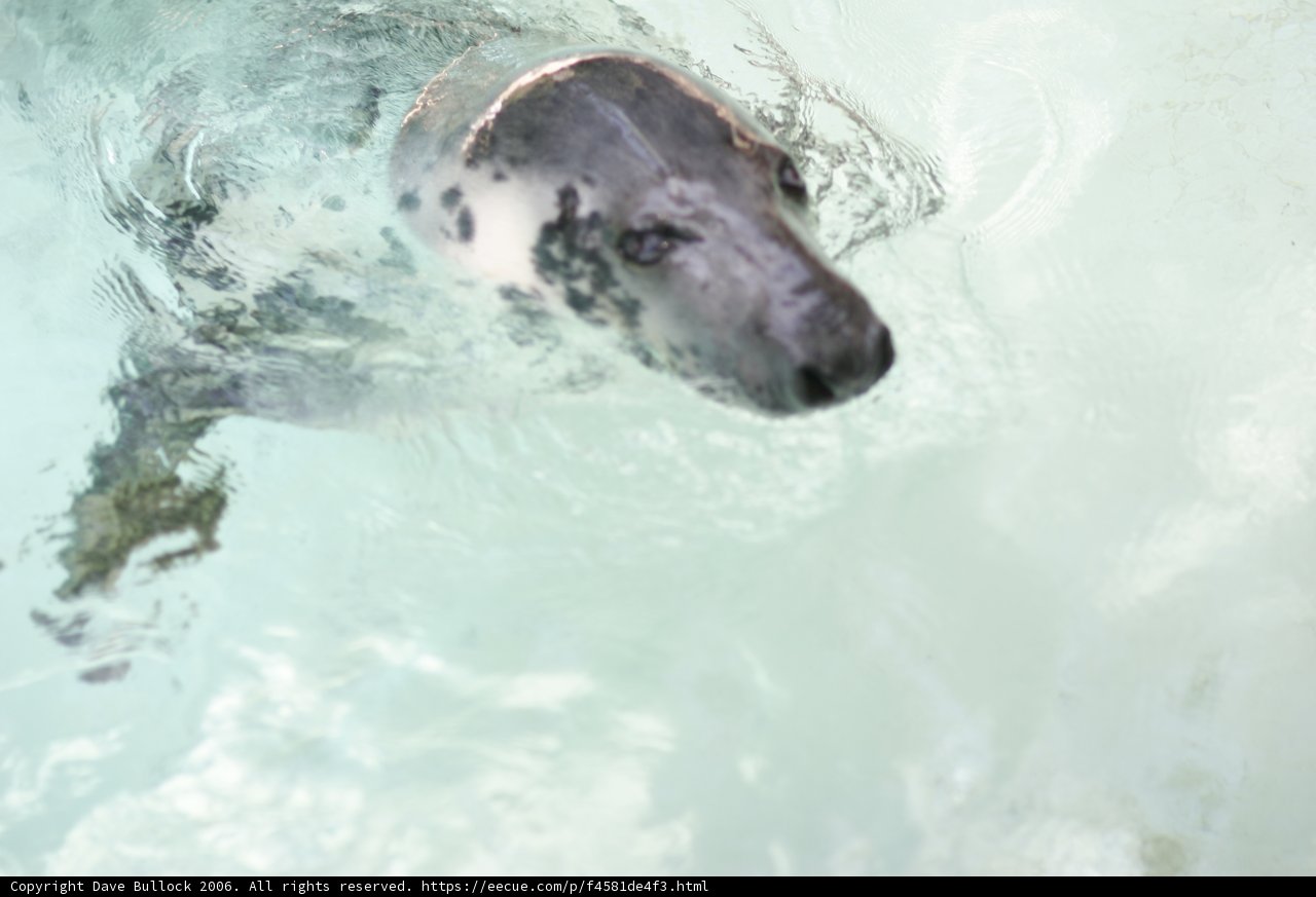 Playful Seal in the Water