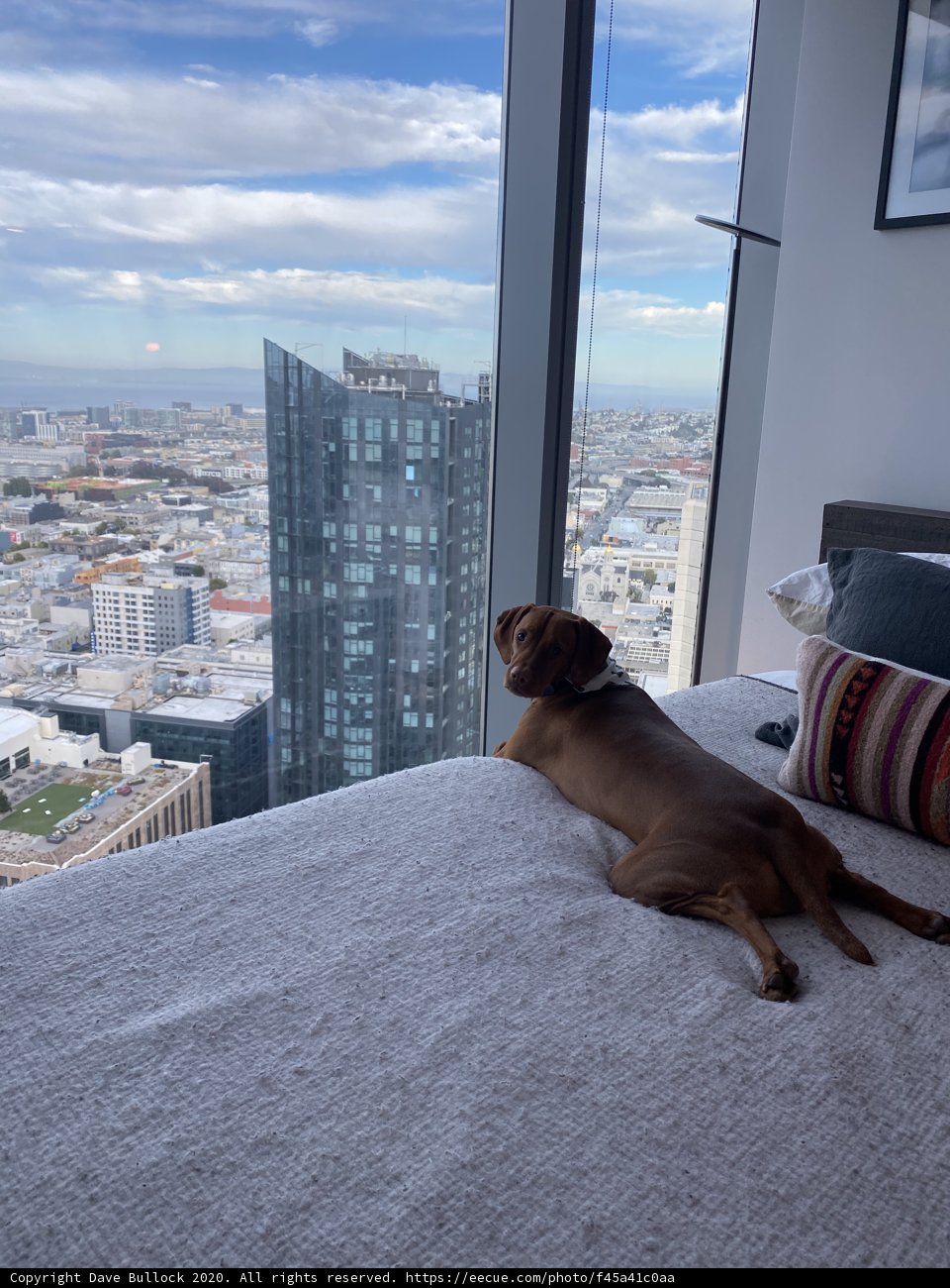 Urban Canine Retreat