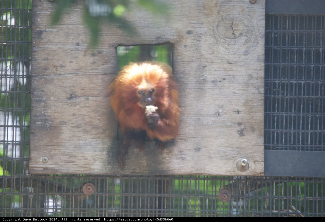 Peekaboo from the Wooden Hideout