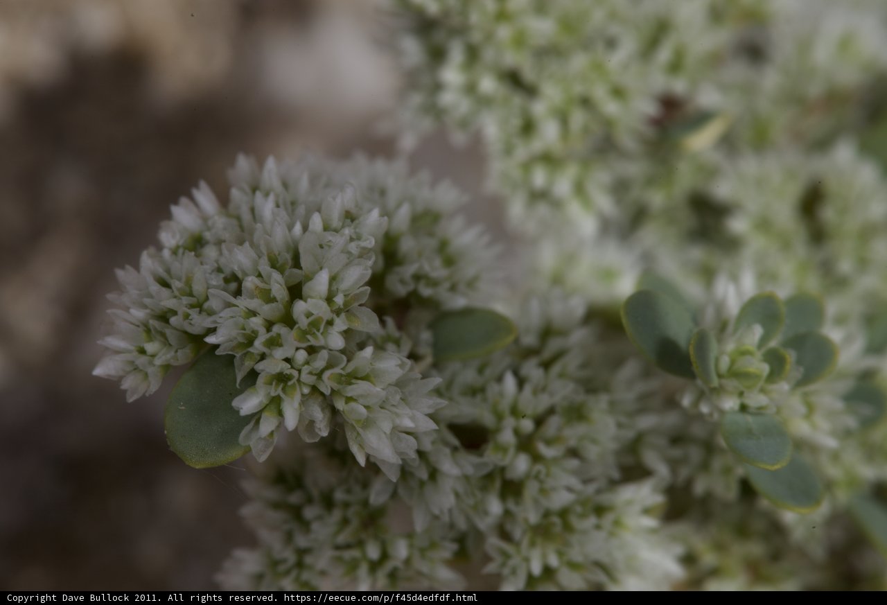 A Closer Look at Anza's Blooming Flora
