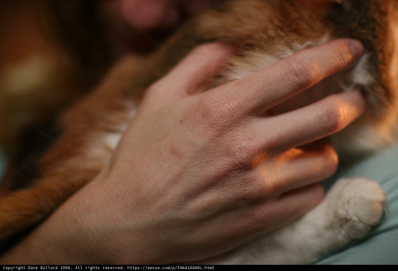 Feline Friend