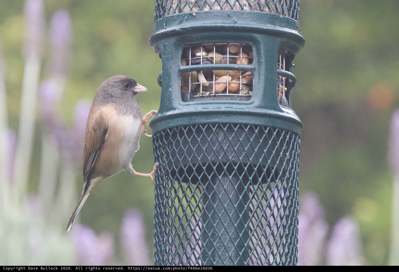 Dark-Eyed Junco Feeding at Garden Bird Feeder