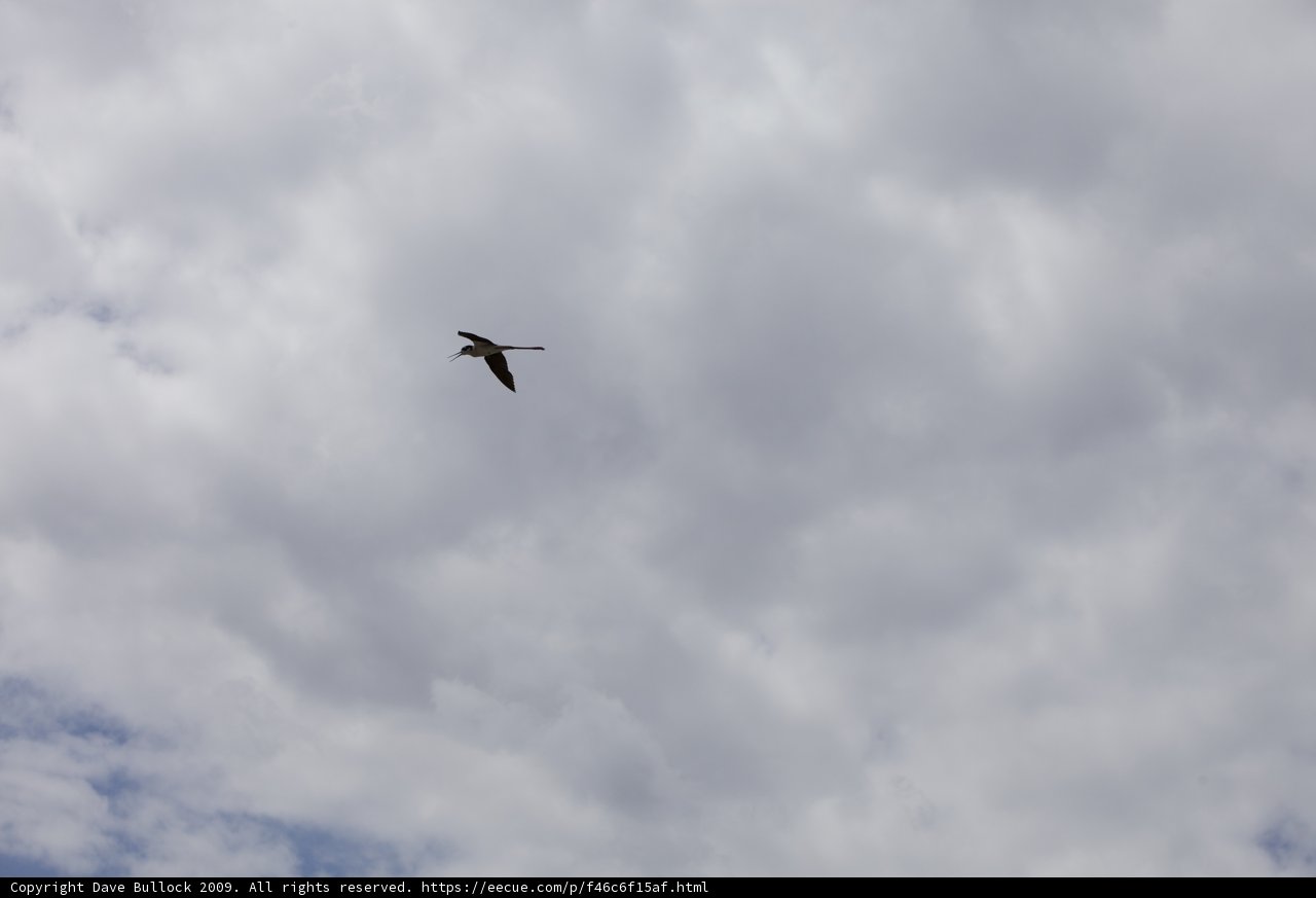 Soaring in the Clouds