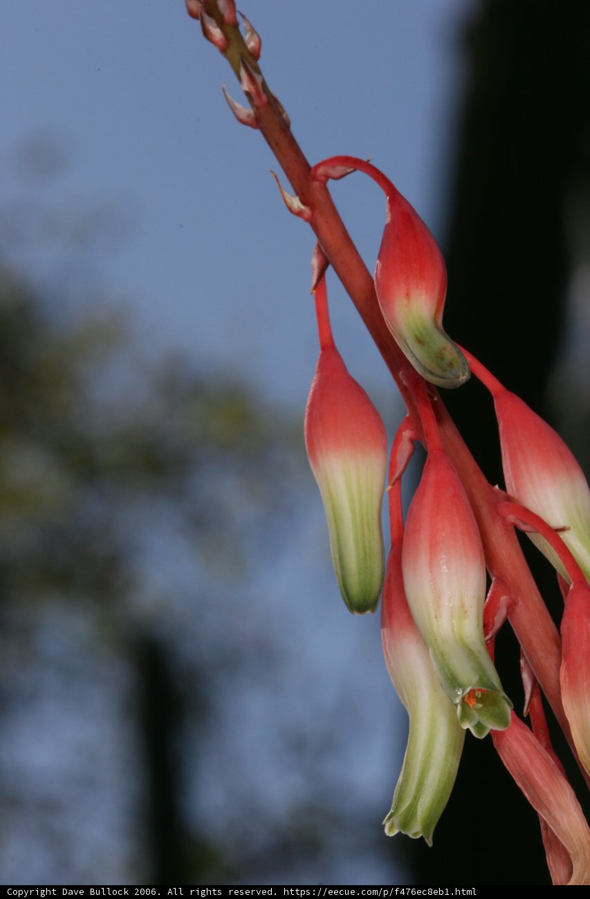 Red and Green Acanthaceae Flower