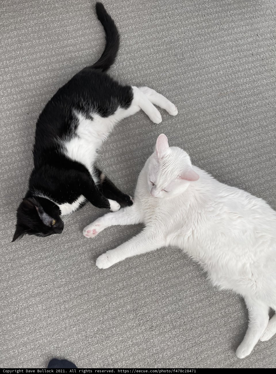 Feline Fun