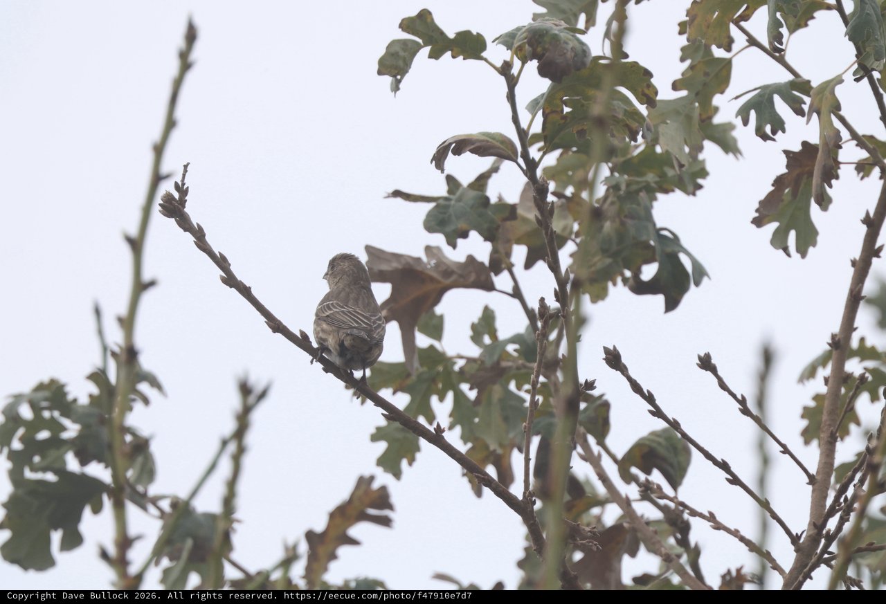 Small Sparrow Perched on Oak Branch in Overcast Weather