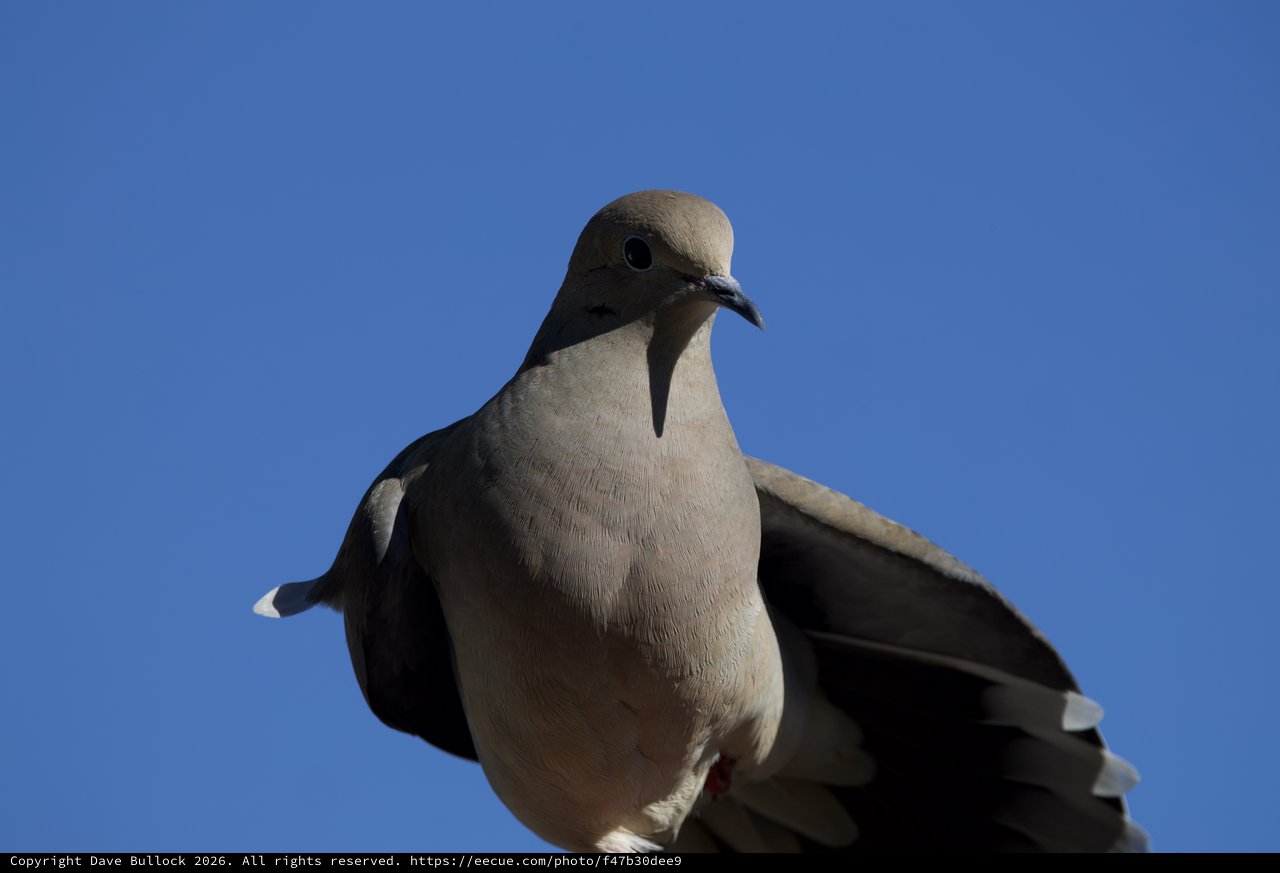 White-winged Dove Portrait Against Clear Blue Sky