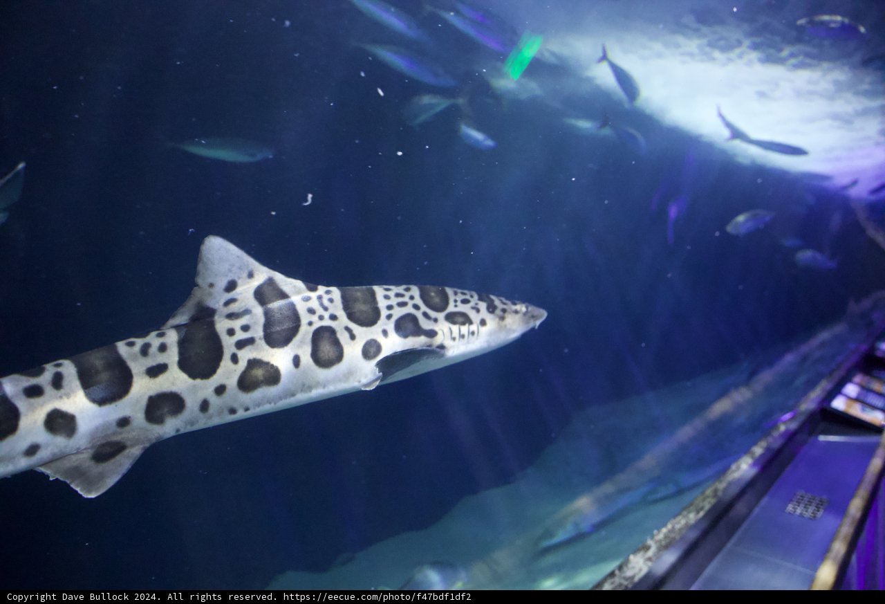 Majestic Leapord Shark of Aquarium Bay