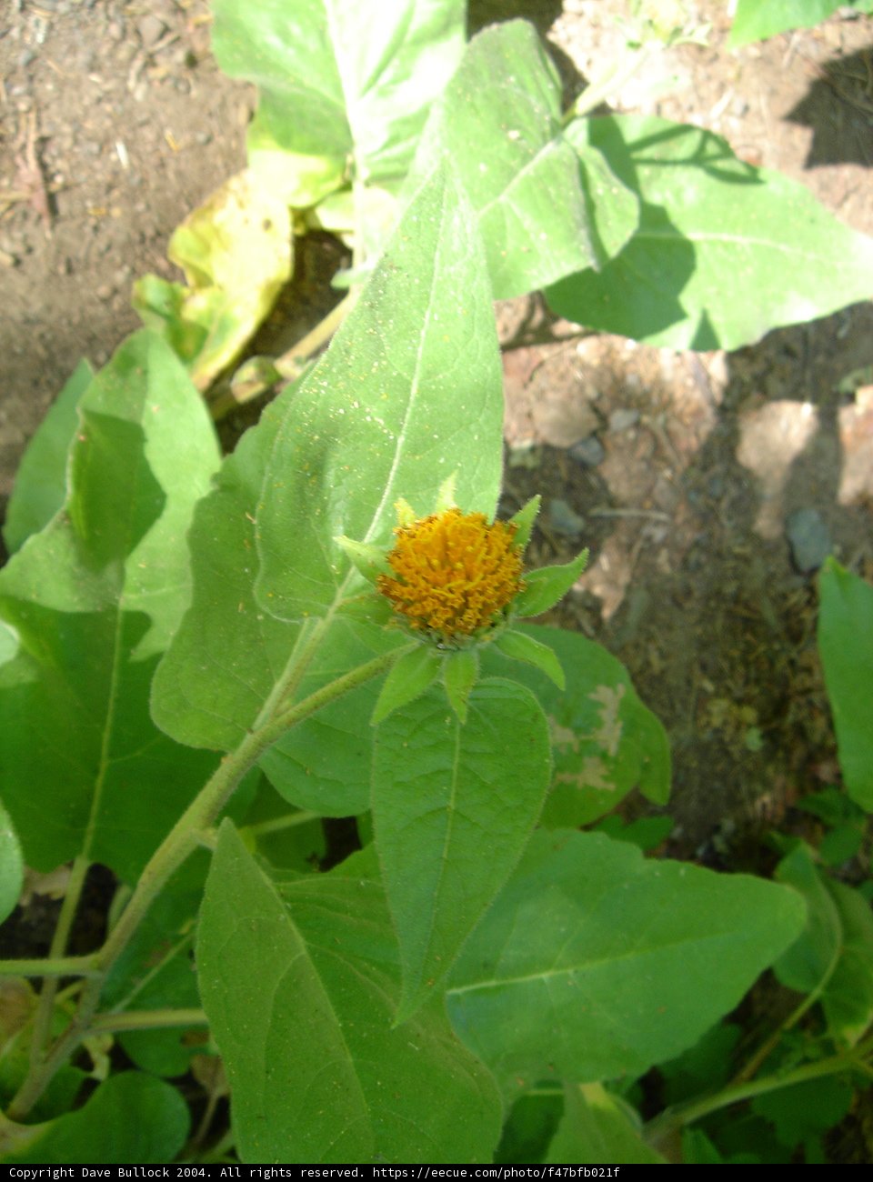 Vivid Marigold Bloom