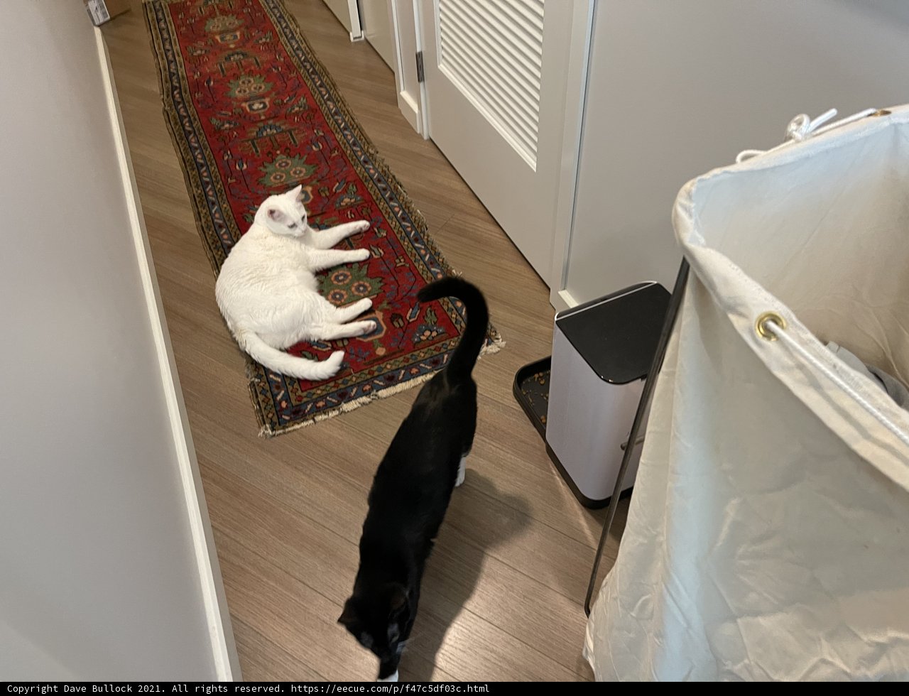 Furry Friends Resting on Hardwood Flooring