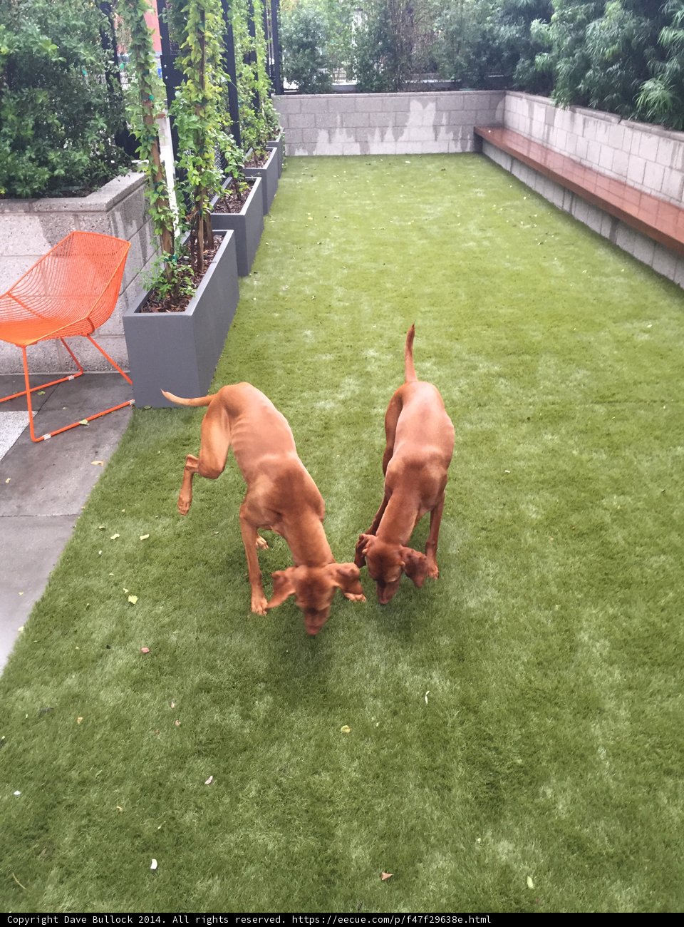 Playtime in the Artificial Grass