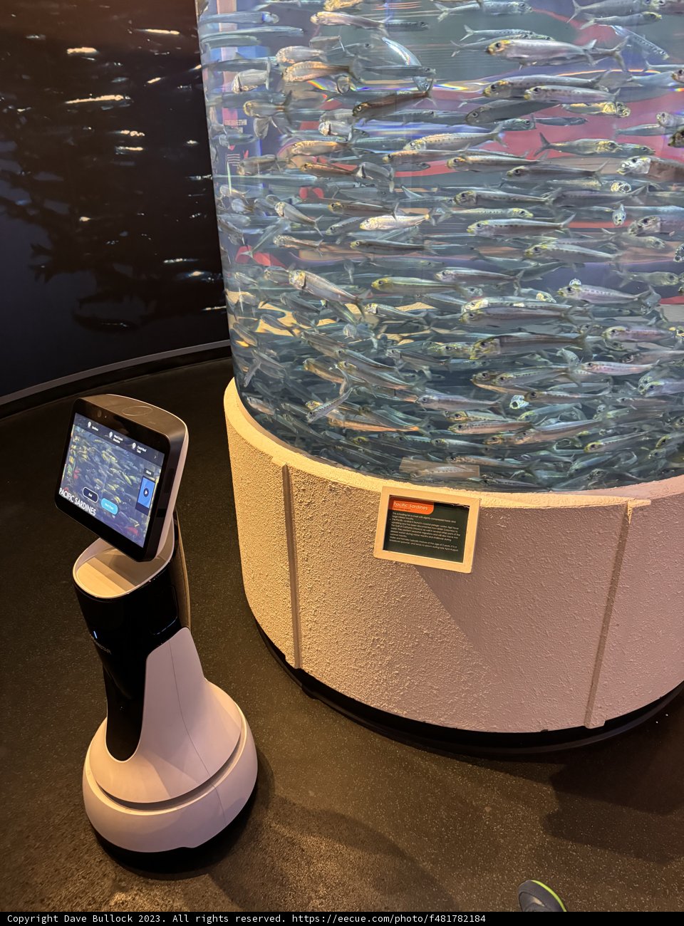 Vibrant Intersection of Technology and Aquatic Life
