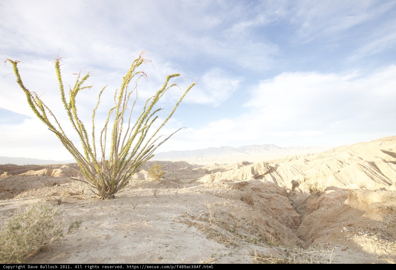 Desert Beauty