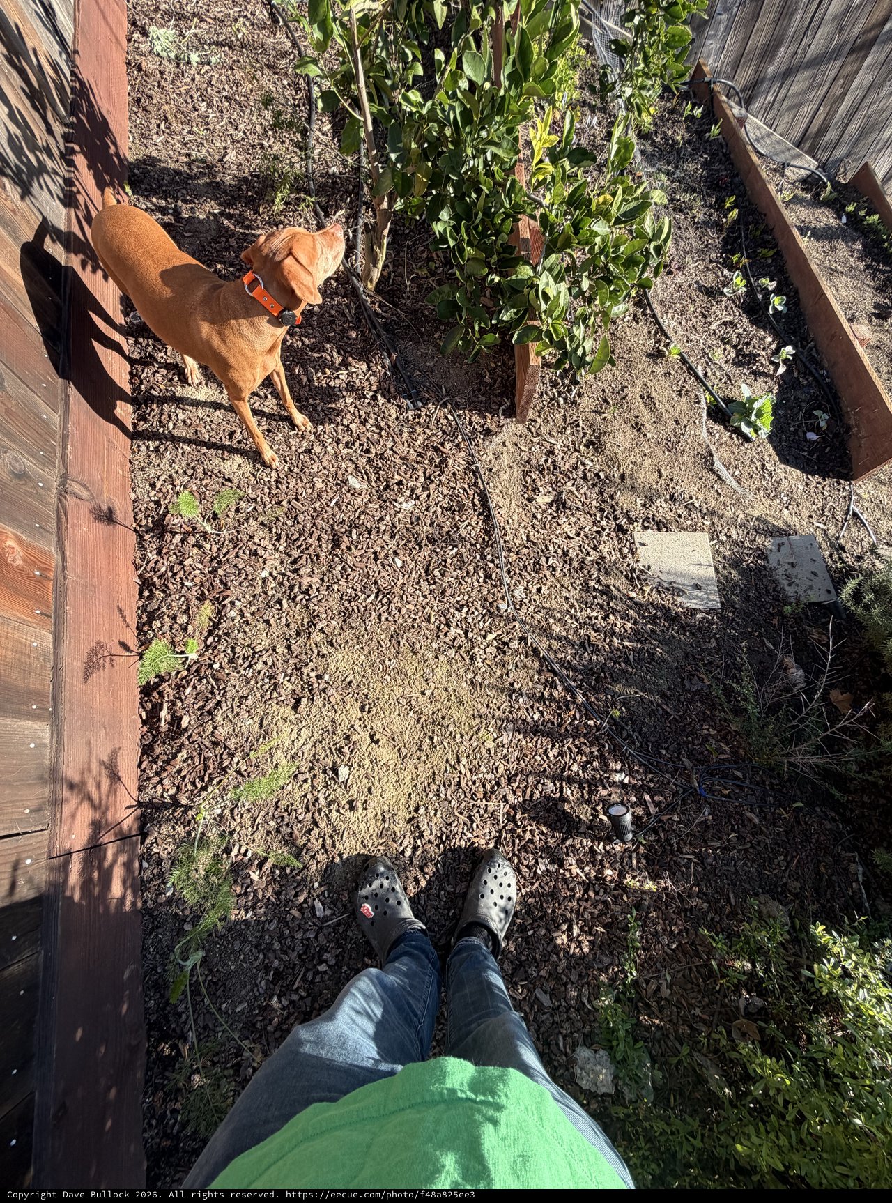 Garden Companion: Dog Surveying Backyard Vegetable Plot