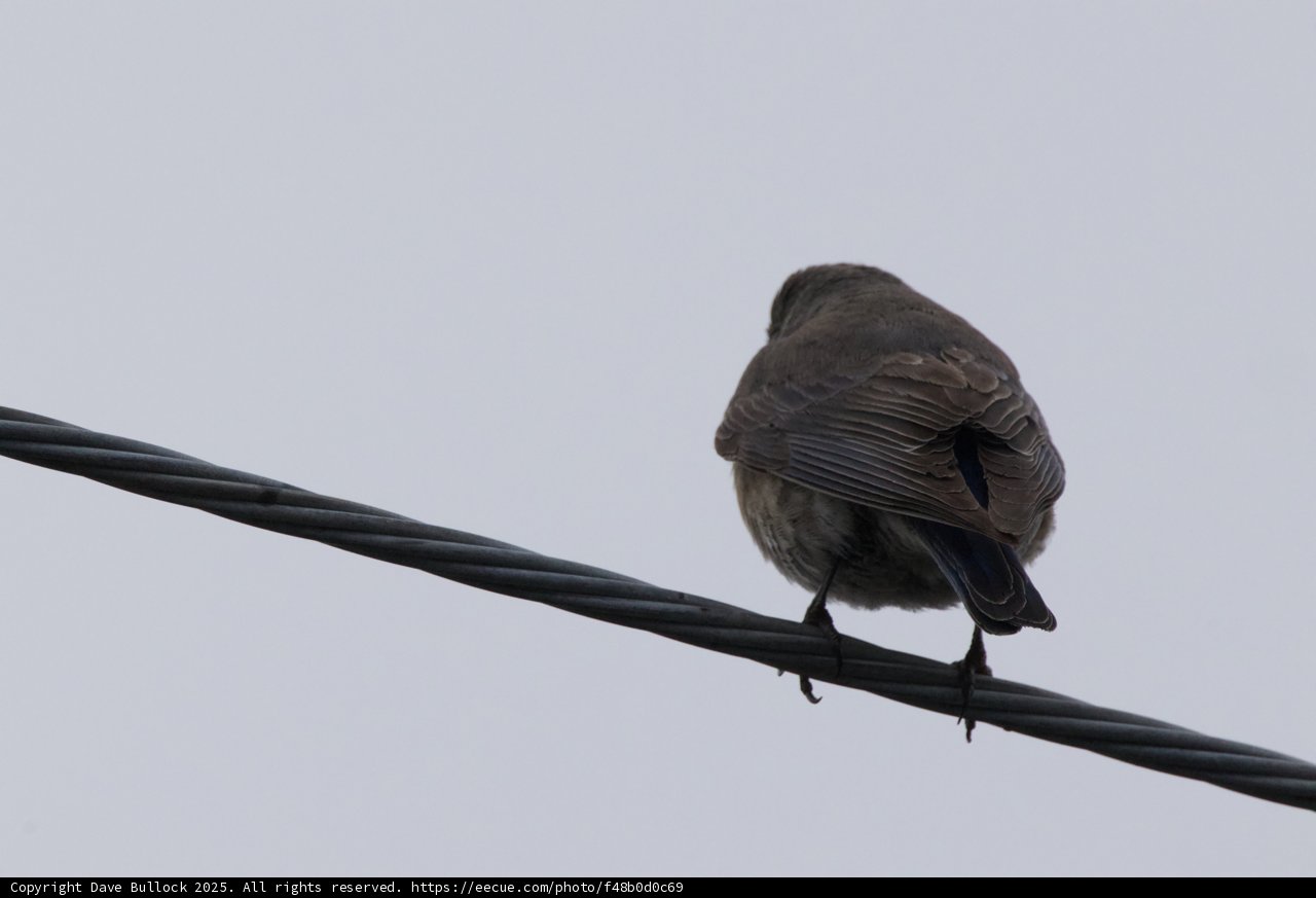 Perched in Profile