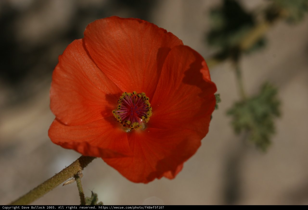 The Singular Poppy