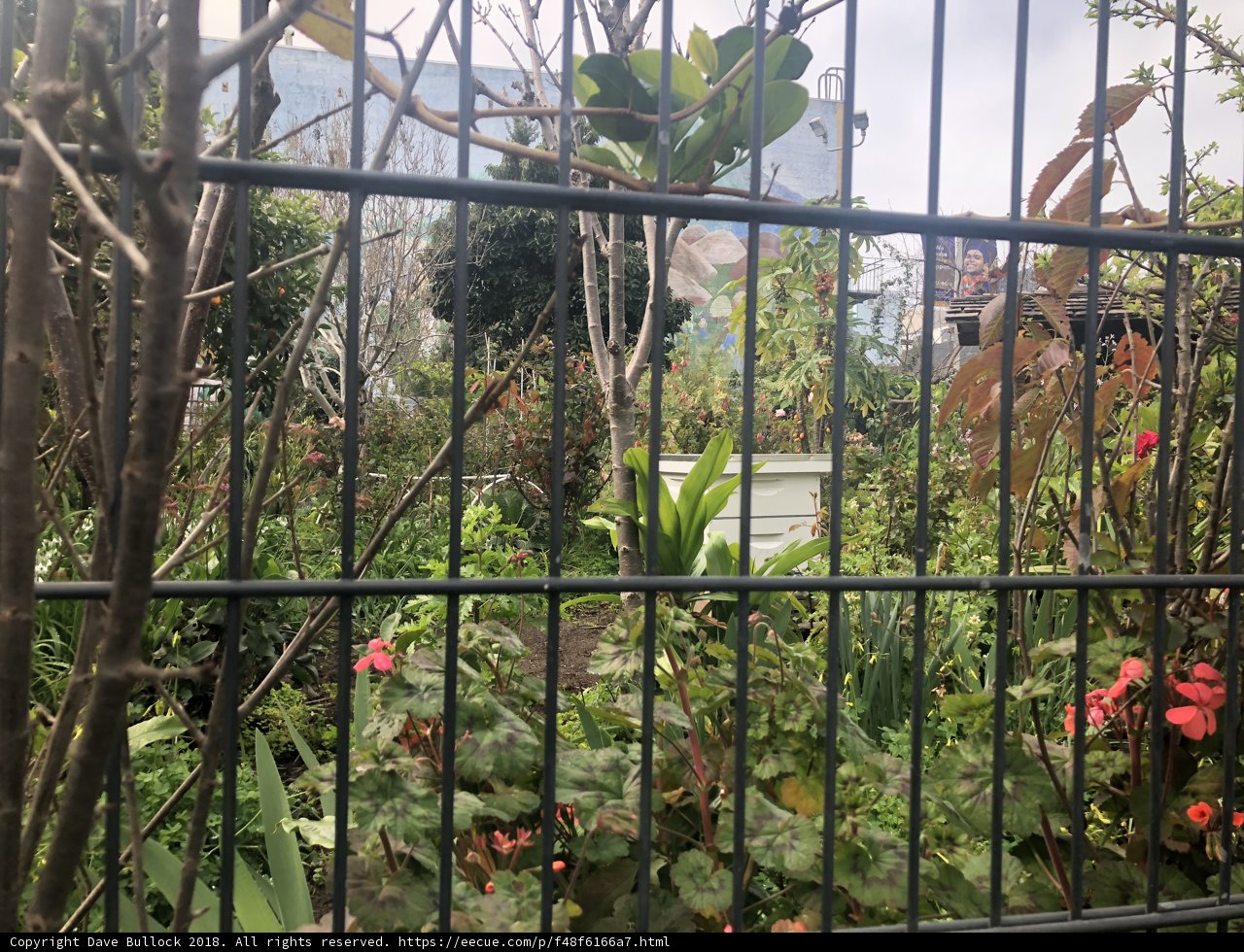 Serene View of Garden behind a Fence