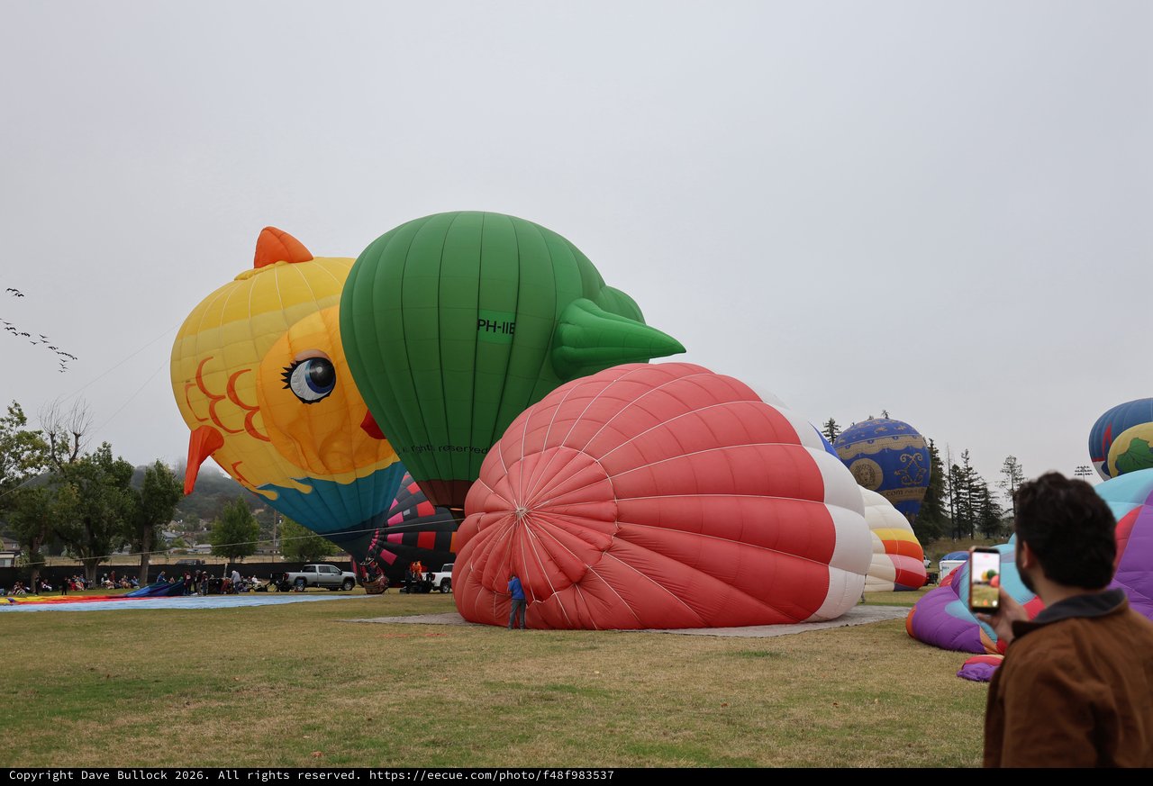 Colorful Giant Balloons Inflate at Sonoma County Classic